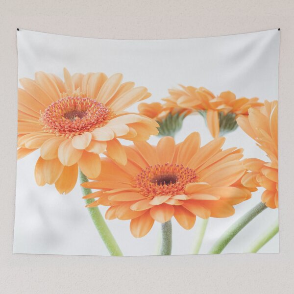 Item preview, Pastel orange peach gerbera flowers - peach fuzz trend nature and travel photography designed and sold by Christa Stroo Photography.