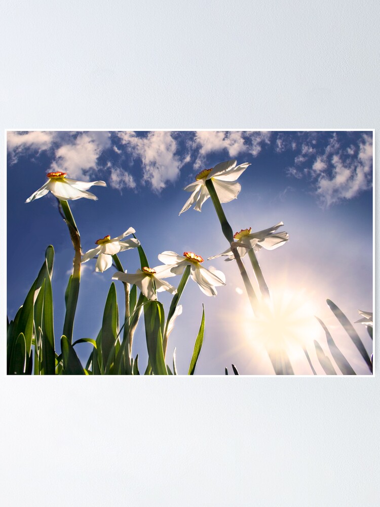 Thumbnail 1 of 3, Poster, Sunny Days and Blue Skies designed and sold by believer9.