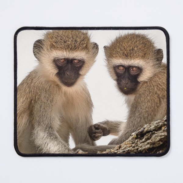 Item preview, Two Vervet Monkeys having a conversation designed and sold by vagabondgal.