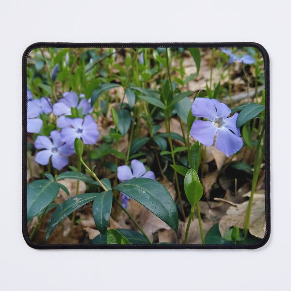 Item preview, Lesser Periwinkle 3 original artwork designed and sold by paragonDesign28.
