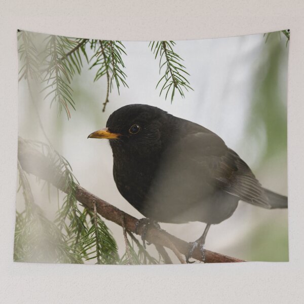 Item preview, Secrets of the branches. Eurasian blackbird designed and sold by Jouko Lehto Photography.