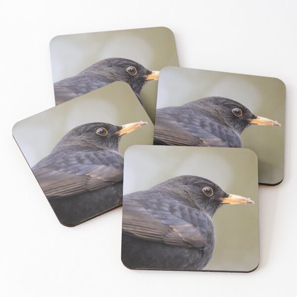 Item preview, Profile. Eurasian blackbird designed and sold by Jouko Lehto Photography.
