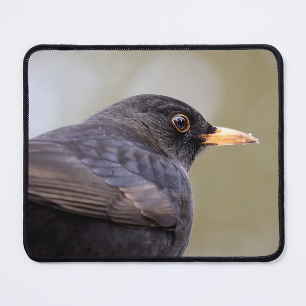 Item preview, Profile. Eurasian blackbird designed and sold by Jouko Lehto Photography.