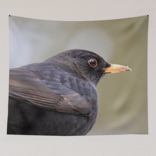 Item preview, Profile. Eurasian blackbird designed and sold by Jouko Lehto Photography.