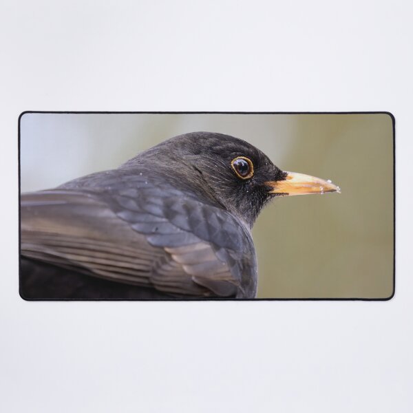 Item preview, Profile. Eurasian blackbird designed and sold by Jouko Lehto Photography.