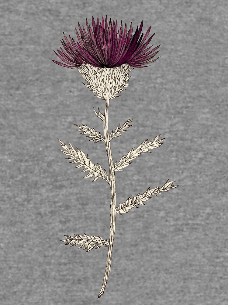 Cardoon by spoto