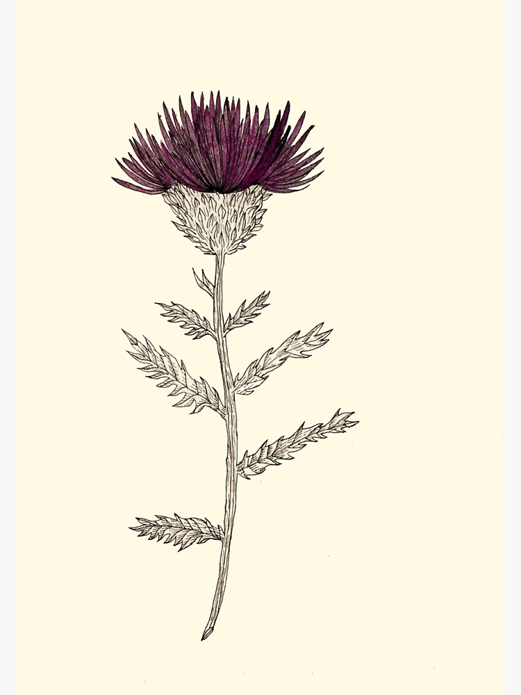 Cardoon by spoto
