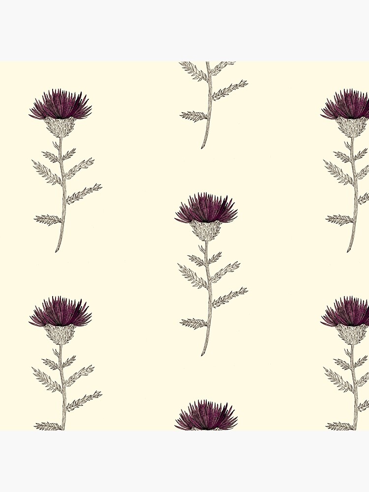 Cardoon by spoto