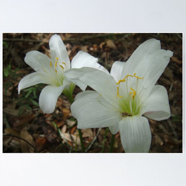 Item preview, Lily  designed and sold by nancy dixon.