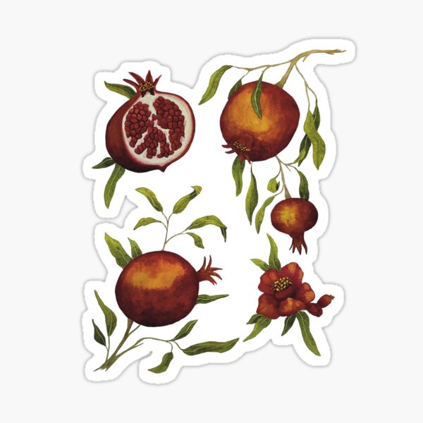 Hand painted vintage style botanical watercolor pomegranates Sticker