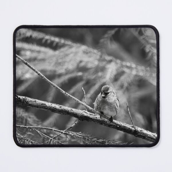 Item preview, In the sprucw. Mealy redpoll bw designed and sold by Jouko Lehto Photography.
