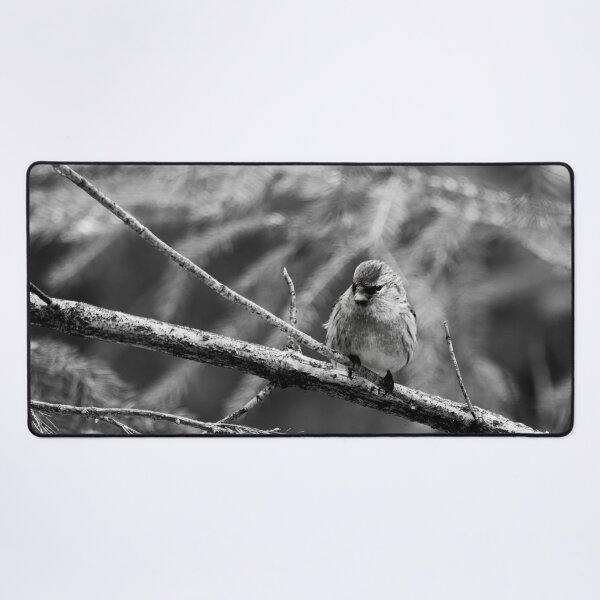 Item preview, In the sprucw. Mealy redpoll bw designed and sold by Jouko Lehto Photography.