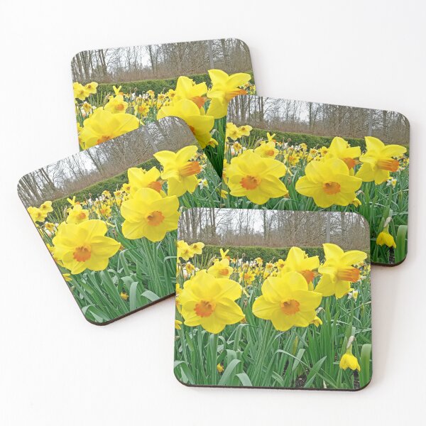 Item preview, Springtime Daffodils, Kingston Lacy, March 2024 designed and sold by RedHillDigital.
