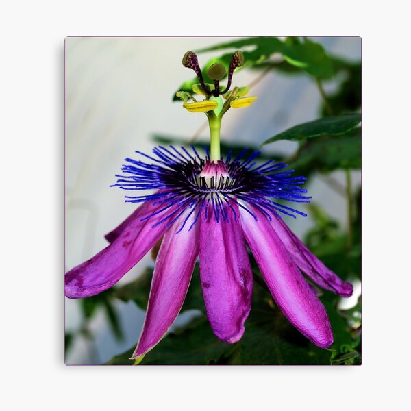 Pure Passion Canvas Print
