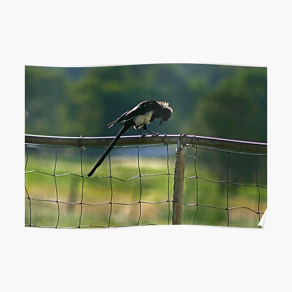 are those my feet asked the baby magpie? Poster