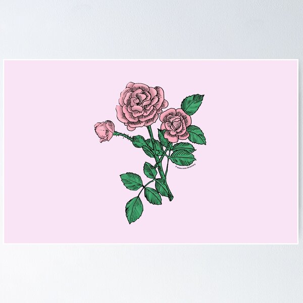 Item preview, Light Pink Rosette Rose Bloom Double 16-25 Petals In 3+ Rows designed and sold by zenithcreative.
