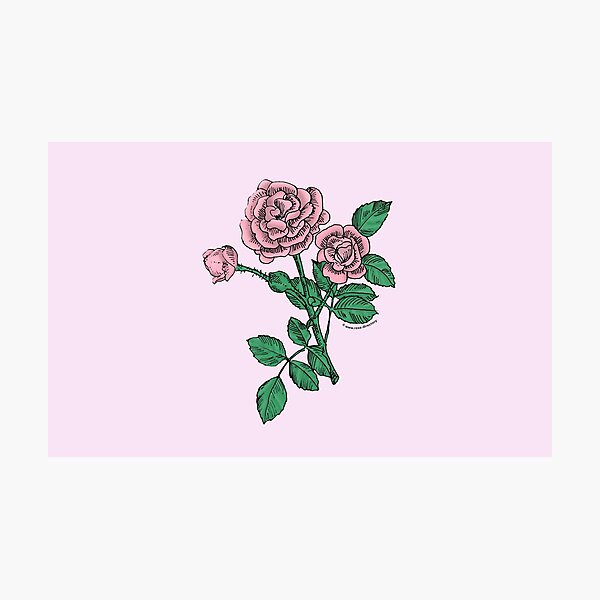 Item preview, Light Pink Rosette Rose Bloom Double 16-25 Petals In 3+ Rows designed and sold by Rachael Taylor.