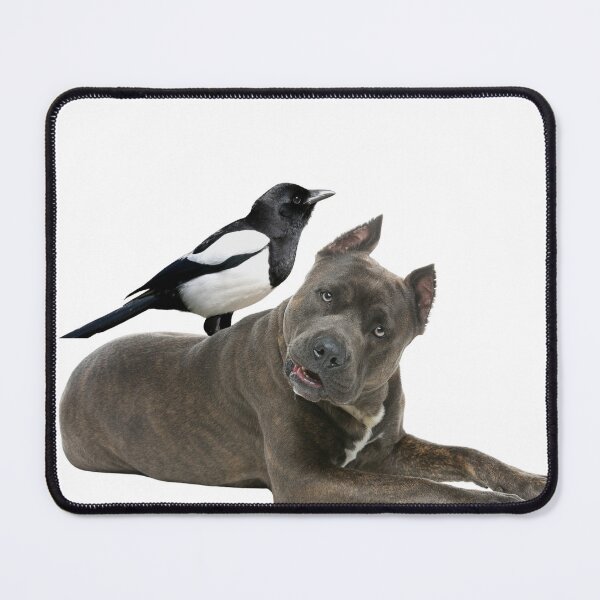 Item preview, Molly the magpie and amstaff friendship designed and sold by CyberArtistOne.