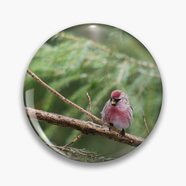 Item preview, Pinks and greens. Mealy redpoll designed and sold by Jouko Lehto Photography.