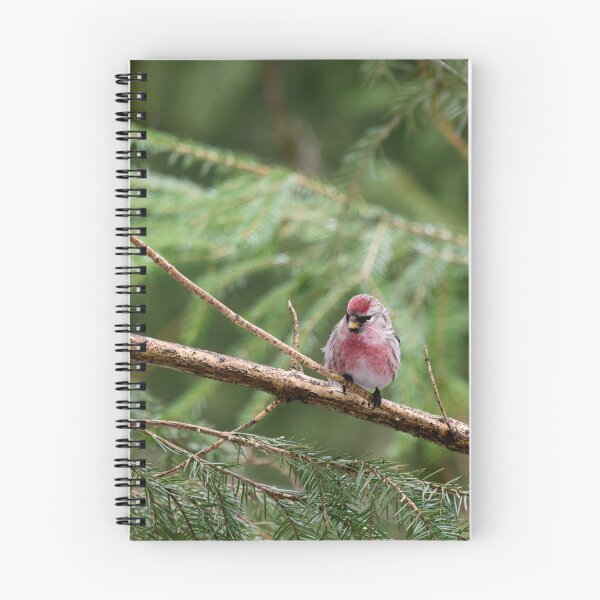 Item preview, Pinks and greens. Mealy redpoll designed and sold by Jouko Lehto Photography.