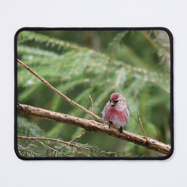 Item preview, Pinks and greens. Mealy redpoll designed and sold by Jouko Lehto Photography.