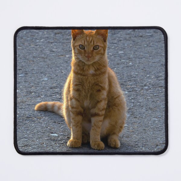 Item preview, Ginger Cat Soaking Up the Sun designed and sold by likbatonboot.