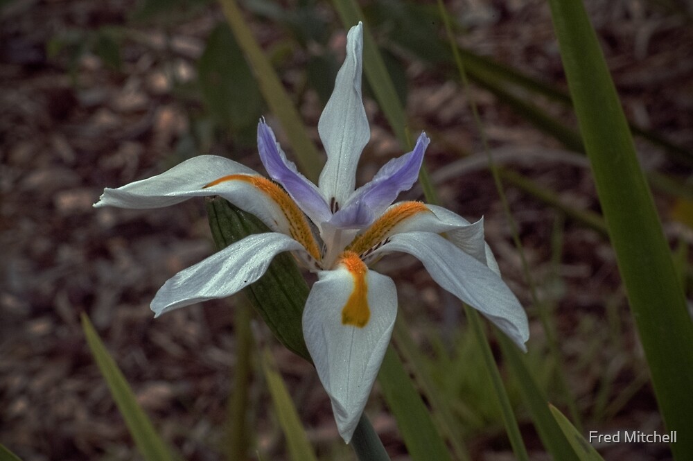 "Dietes Flower Leith Park Victoria 20171221 1937" by Fred Mitchell