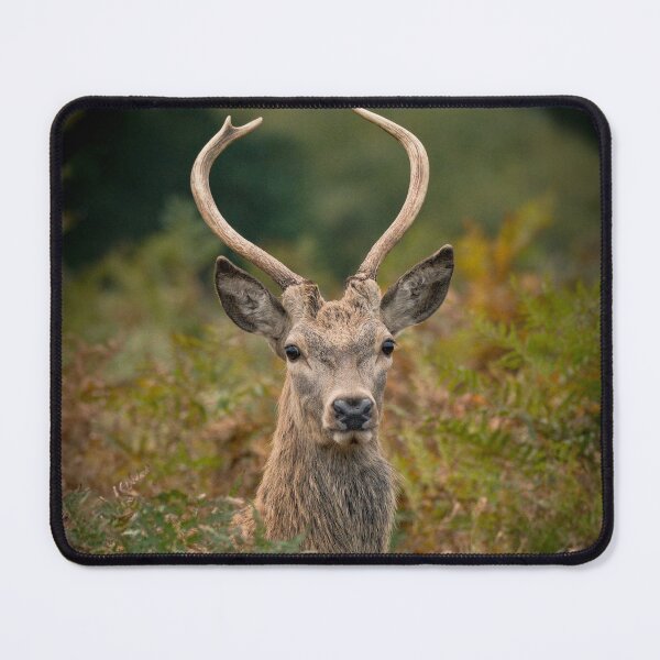Item preview, Deer in Bracken designed and sold by Karen  O'Reilly.