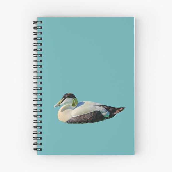 Item preview, Eider Duck Drake designed and sold by Dalyndigital Photography.