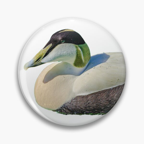 Item preview, Eider Duck Drake designed and sold by Dalyndigital Photography.