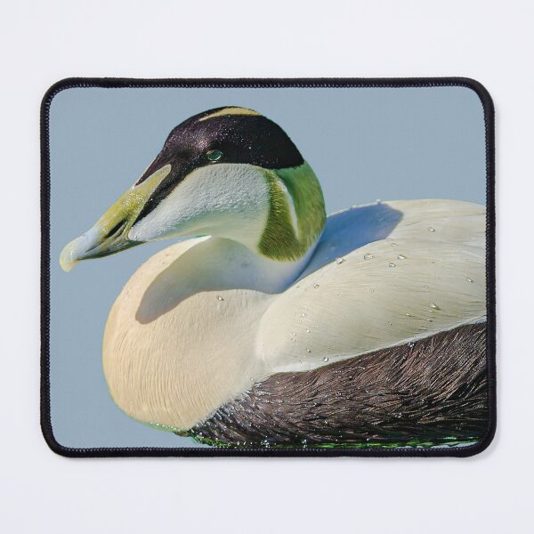 Item preview, Eider Duck Drake designed and sold by Dalyndigital Photography.