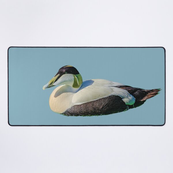 Item preview, Eider Duck Drake designed and sold by Dalyndigital Photography.