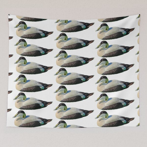 Item preview, Eider Duck Drake designed and sold by Dalyndigital Photography.