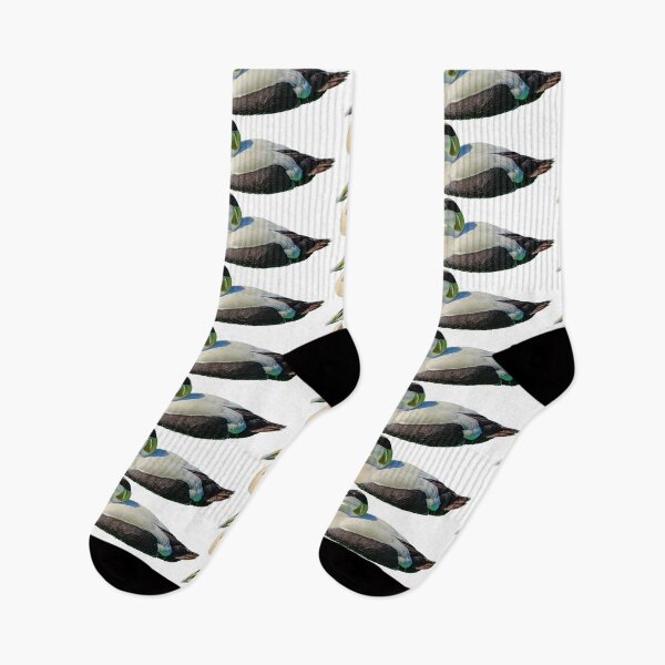 Item preview, Eider Duck Drake designed and sold by Dalyndigital Photography.