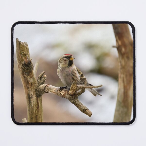 Item preview, The proud one. Mealy redpoll designed and sold by Jouko Lehto Photography.