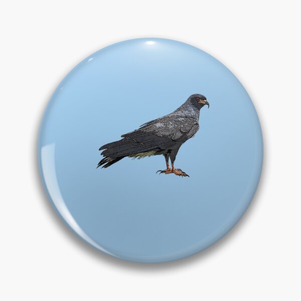 Item preview, Everglade Snail Kite Color Design  designed and sold by designsasstultd.