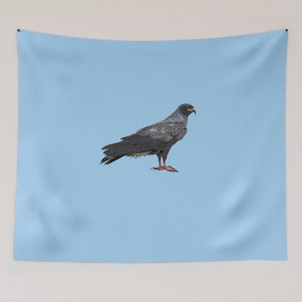 Item preview, Everglade Snail Kite Color Design  designed and sold by designsasstultd.