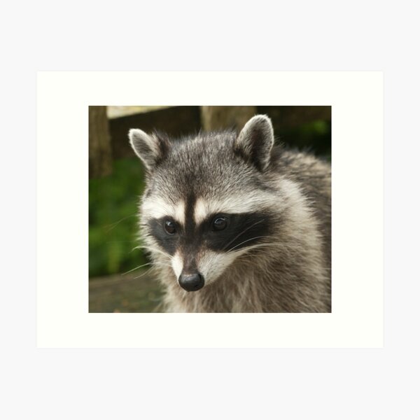 Lil' Bandit Art Print
