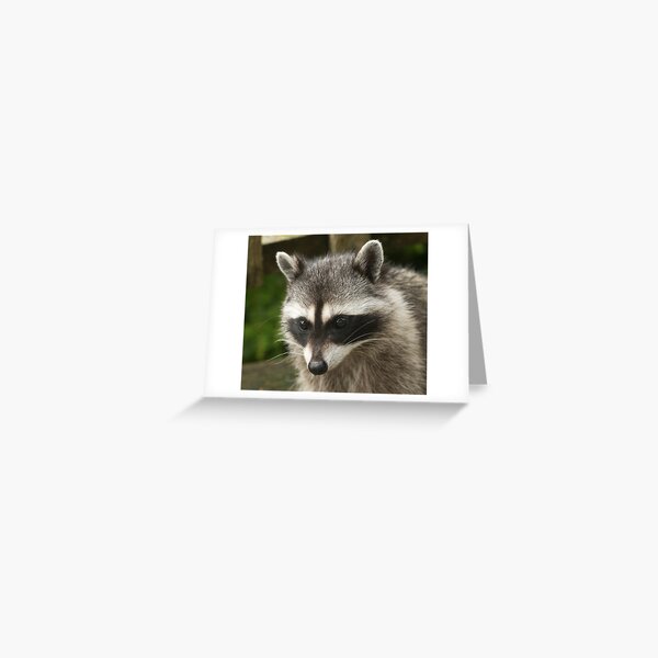 Lil' Bandit Greeting Card