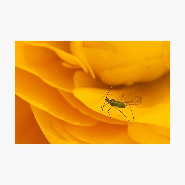 Lunch on a Leaf Photographic Print