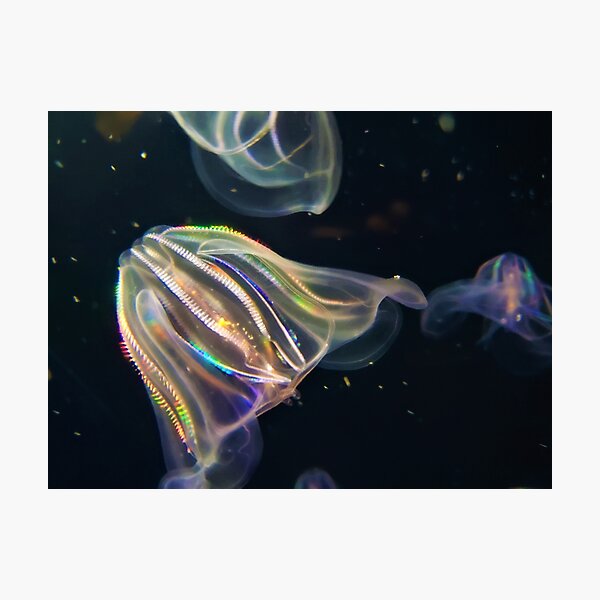 Item preview, Comb Jellyfish designed and sold by heartbreakerjmc.