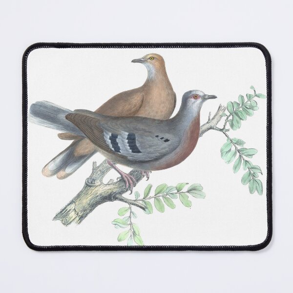 Item preview, Peristera Mondetoura Dove Vintage Color Lithograph designed and sold by ElegantTeaTime.