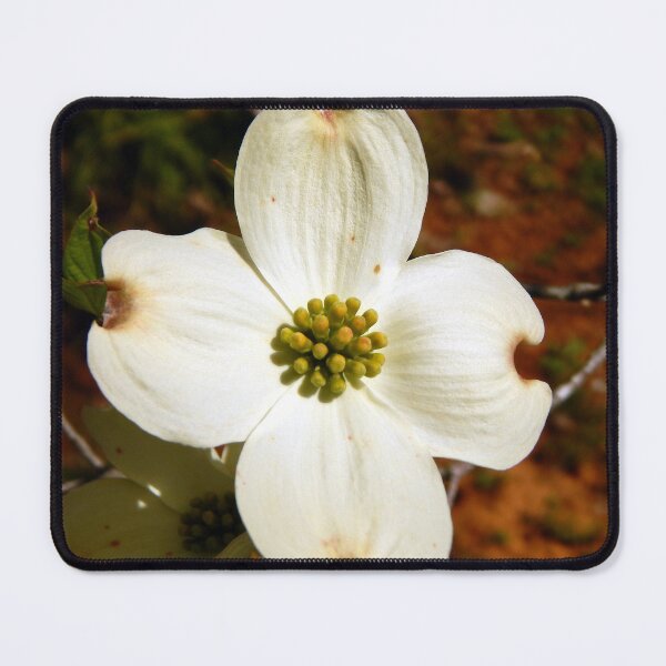 Item preview, Almost Fully Blooming Dogwood designed and sold by gistinker.