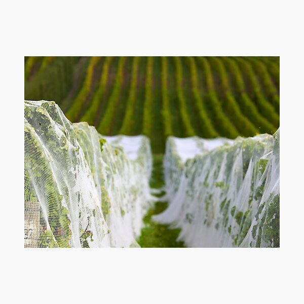 Item preview, Vineyard designed and sold by Travelling Photo.