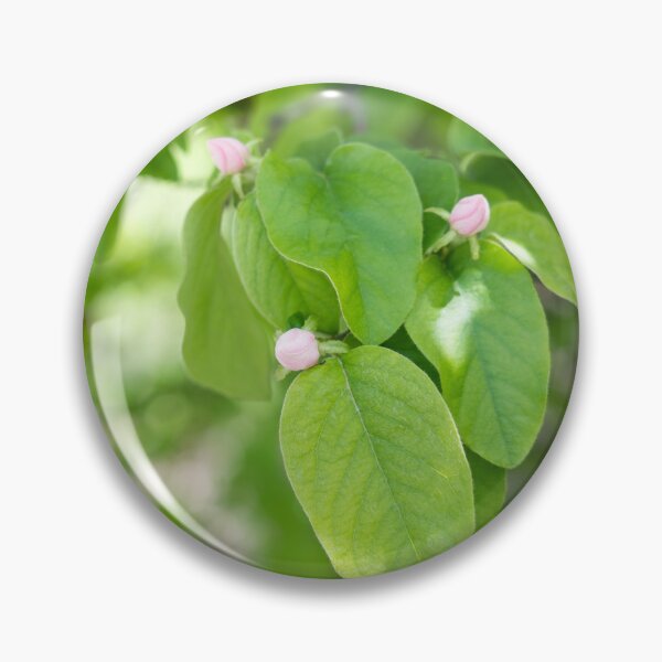 Item preview, Quince Fruit Buds and Velvety Leaves designed and sold by Georgia Mizuleva.