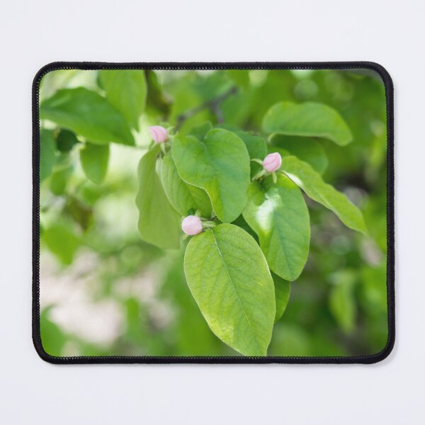 Item preview, Quince Fruit Buds and Velvety Leaves designed and sold by Georgia Mizuleva.