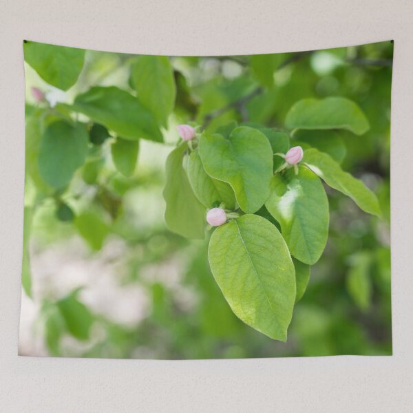 Item preview, Quince Fruit Buds and Velvety Leaves designed and sold by Georgia Mizuleva.
