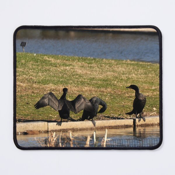 Item preview, Double-crested Cormorant - Phalacrocorax Carbo designed and sold by dbernadette930.