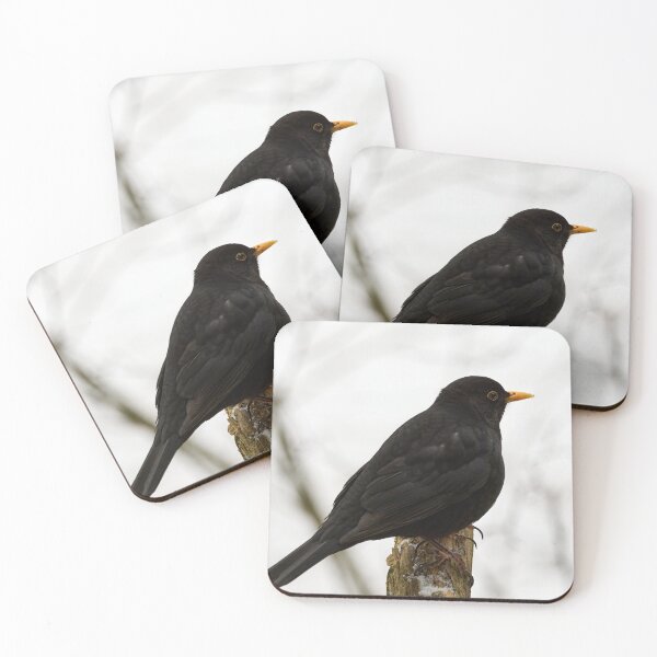 Item preview, Black and white color. Eurasian blackbird designed and sold by Jouko Lehto Photography.