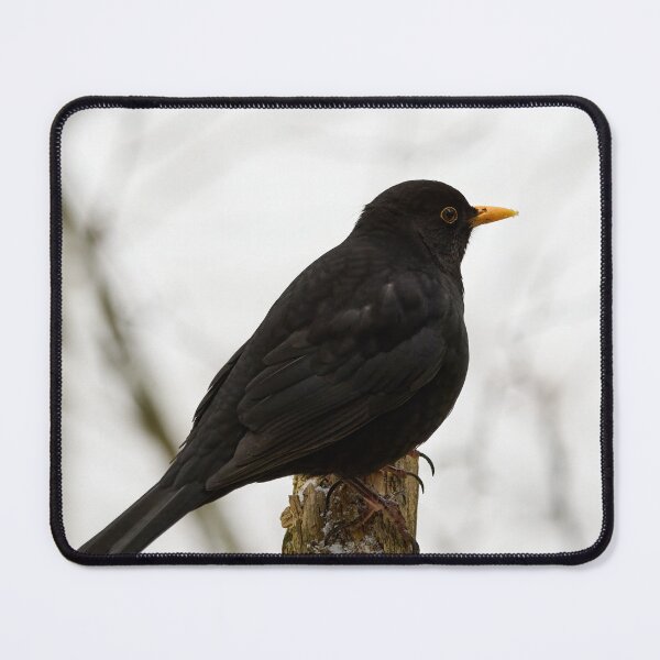 Item preview, Black and white color. Eurasian blackbird designed and sold by Jouko Lehto Photography.